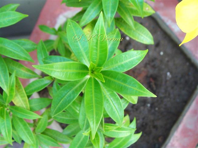  Leaves